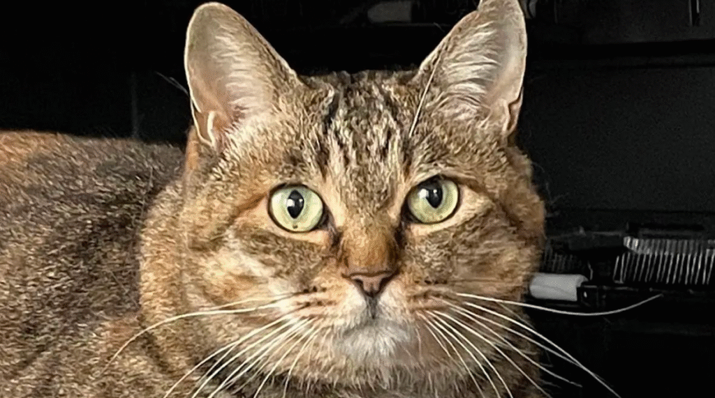 秋と春が一番長ければいいのに